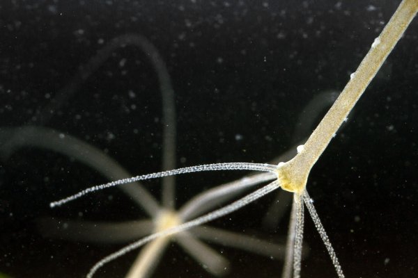 Кракен ссылка 2web krakendark link