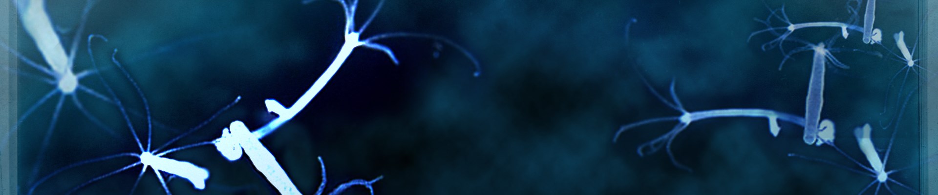 Гидра в даркнете