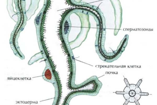 Пользователь не найден кракен что делать